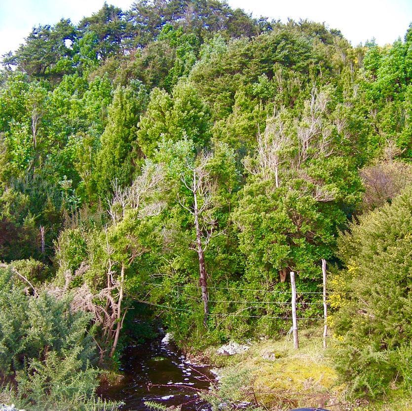 Campo en venta en Chaitén — foto 3