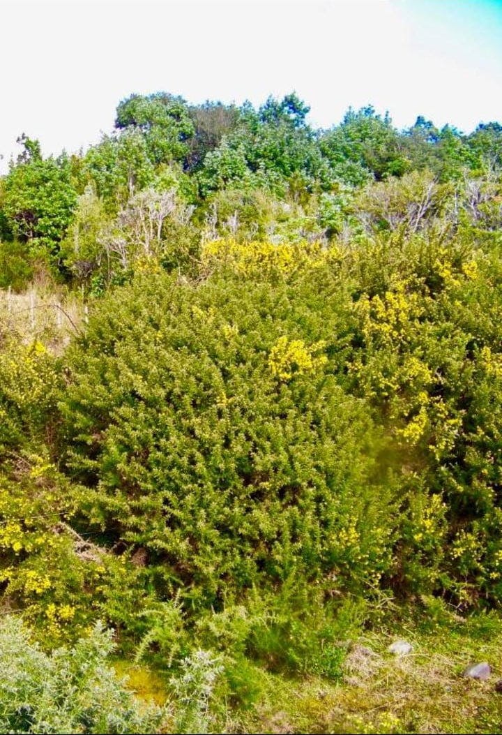 Campo en venta en Chaitén — foto 4