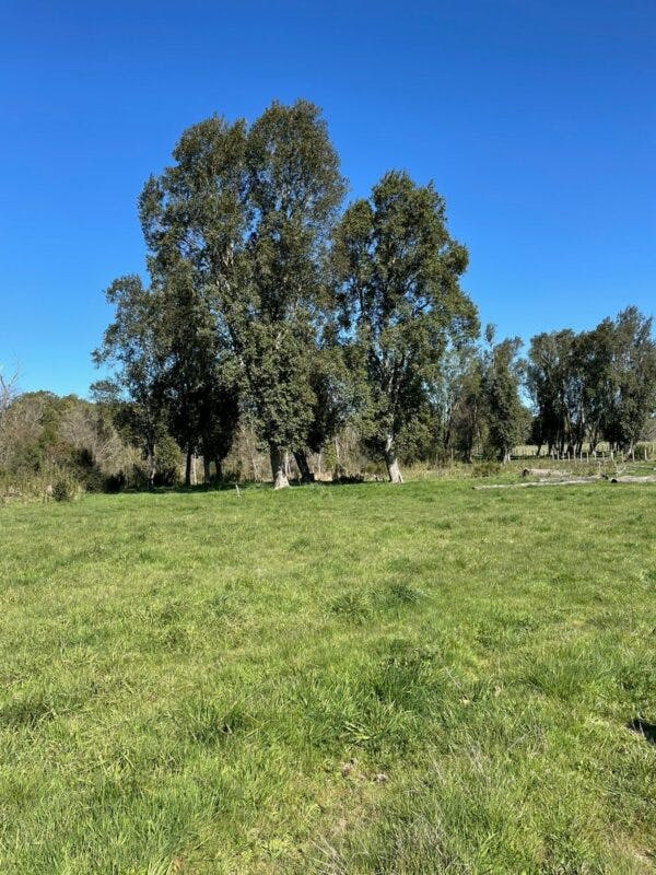 Terreno en venta en Puerto Varas — foto 3