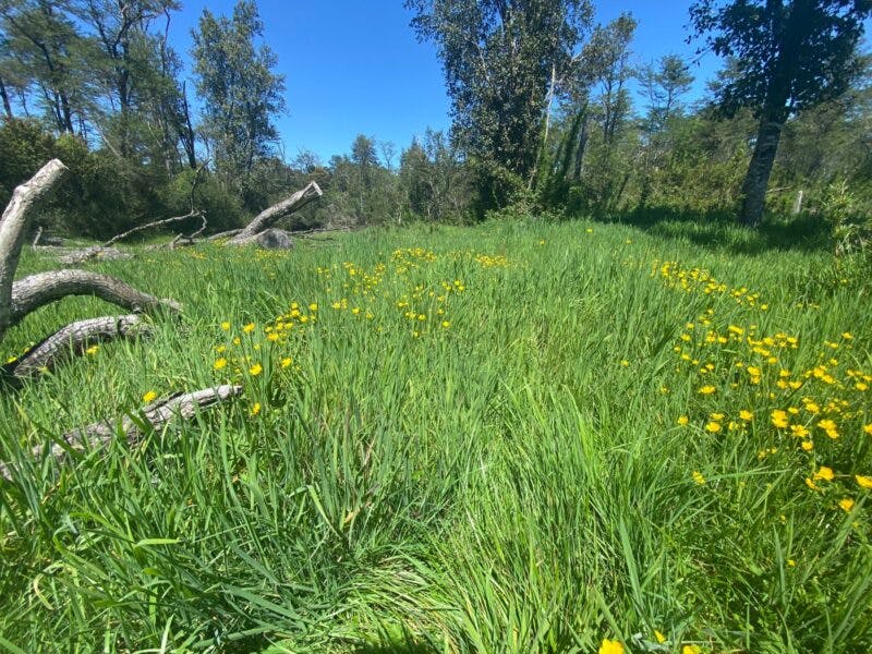 Terreno en venta en Puerto Varas — foto 5