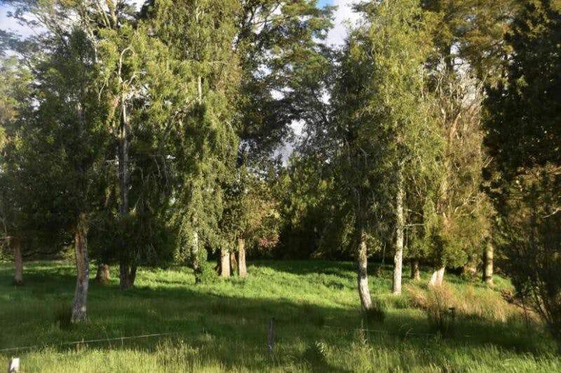Parcela en venta en Puerto Varas — foto 8
