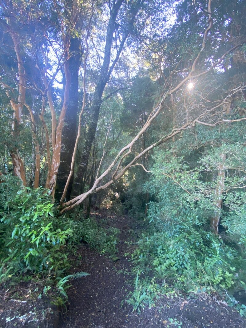 Parcela en venta en Puerto Varas — foto 4