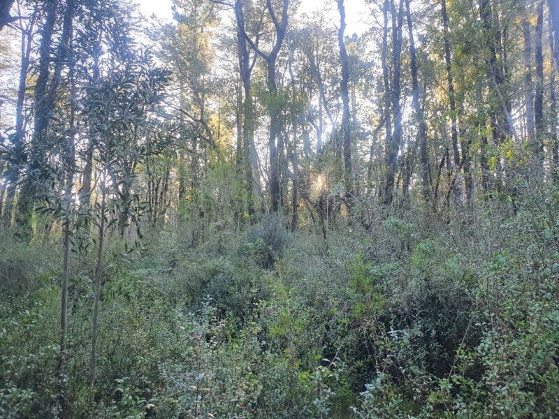 Campo en venta en Puerto Varas — foto 2