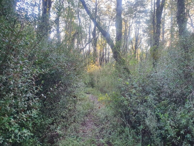 Campo en venta en Puerto Varas — foto 4