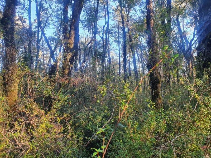 Campo en venta en Puerto Varas — foto 7
