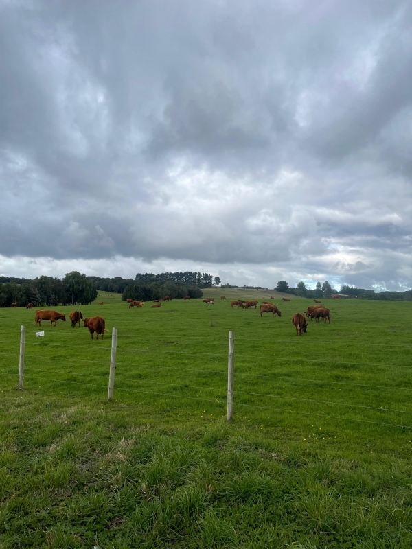 Parcela en venta en Puerto Varas — foto 1