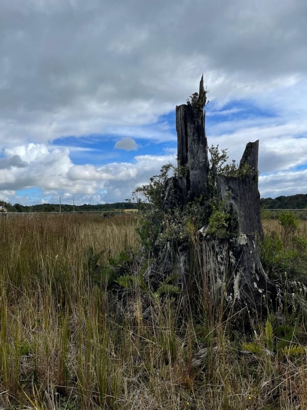 Parcela en venta en Puerto Varas — foto 2