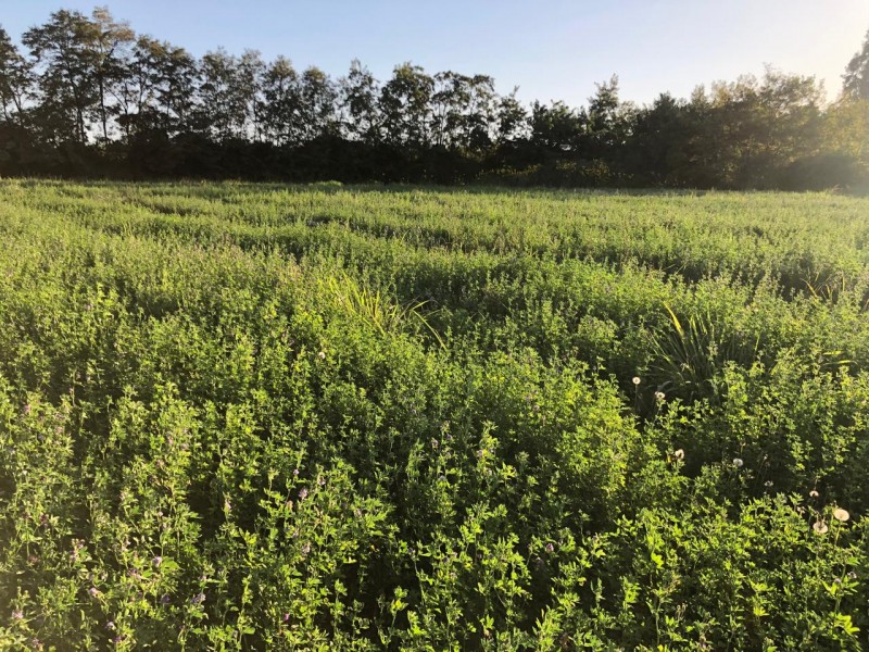 Terreno en venta en Codegua — foto 8