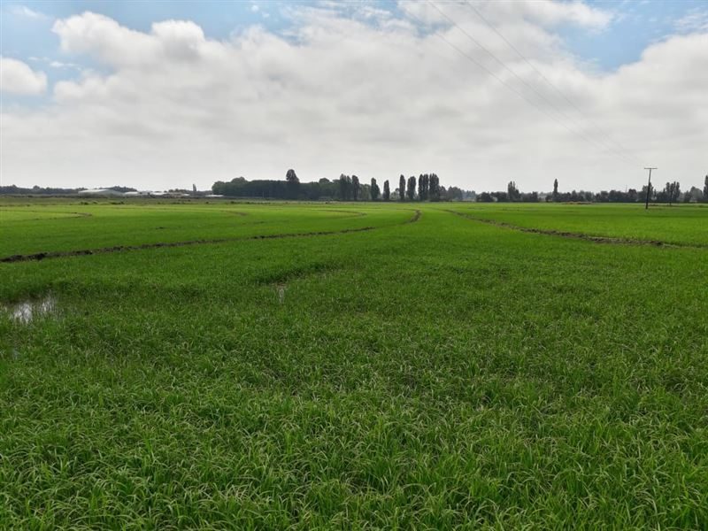 Parcela en venta en Longaví — foto 1