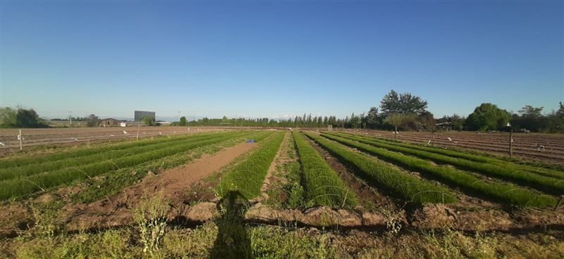 Parcela en venta en Longaví — foto 2