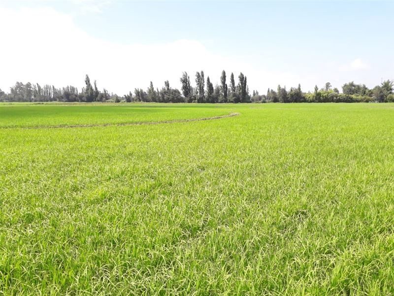Parcela en venta en Longaví — foto 3