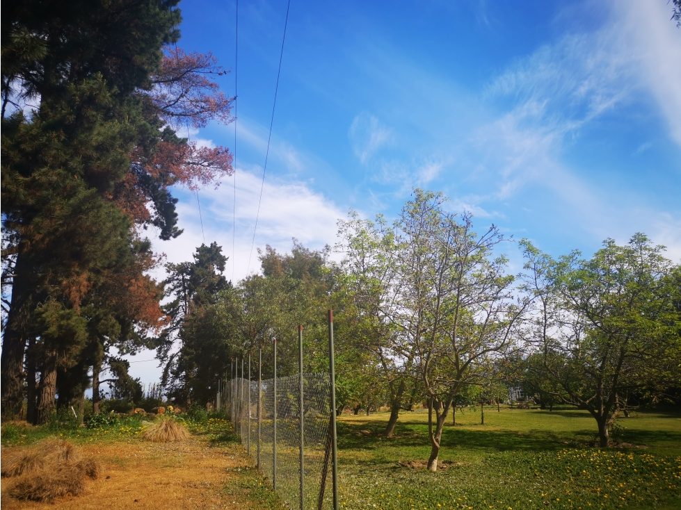 Parcela en venta en Talagante — foto 4