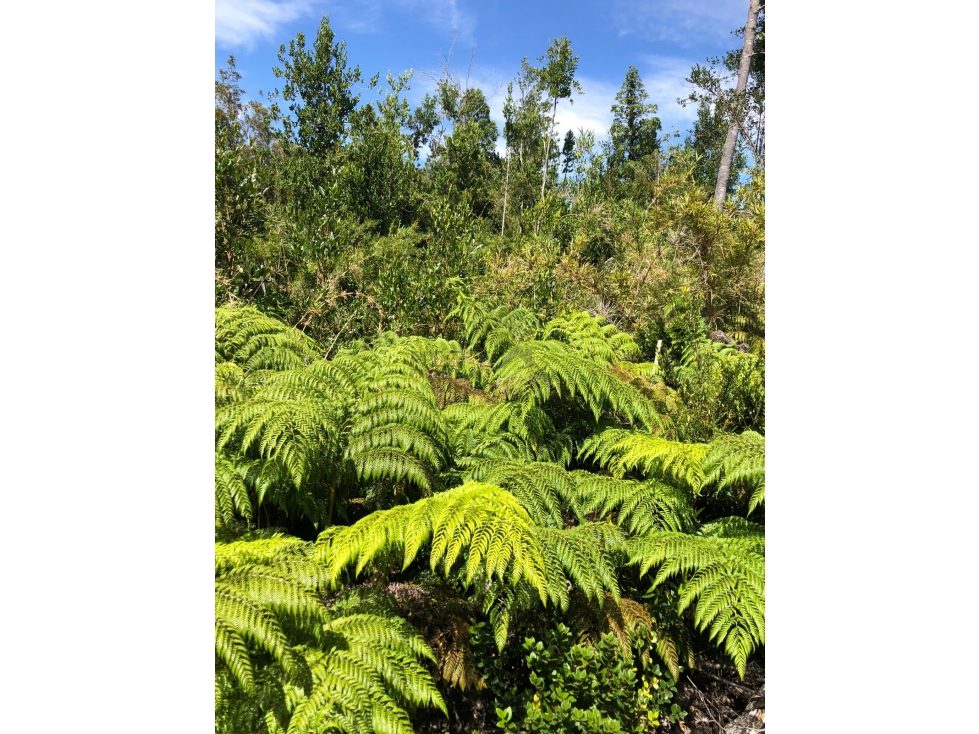 Parcela en venta en Puerto Varas — foto 6