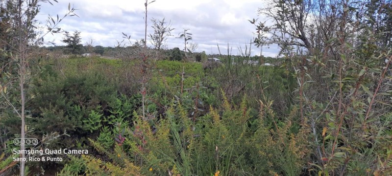 Parcela en venta en Ancud — foto 3