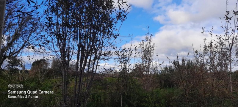 Parcela en venta en Ancud — foto 5