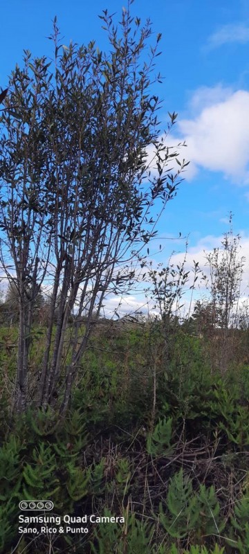 Parcela en venta en Ancud — foto 9