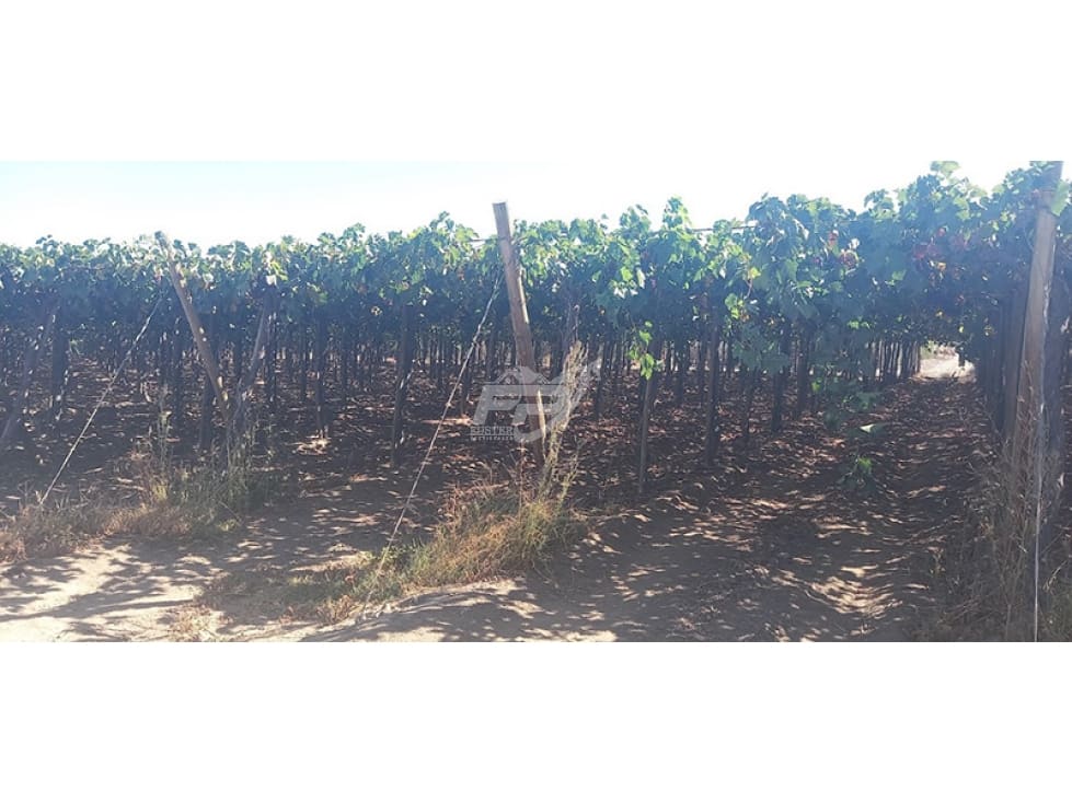 Parcela en venta en San Esteban — foto 7