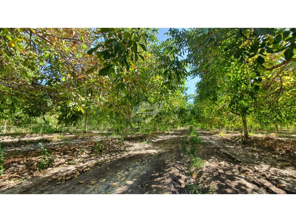 Parcela en venta en San Esteban — foto 2