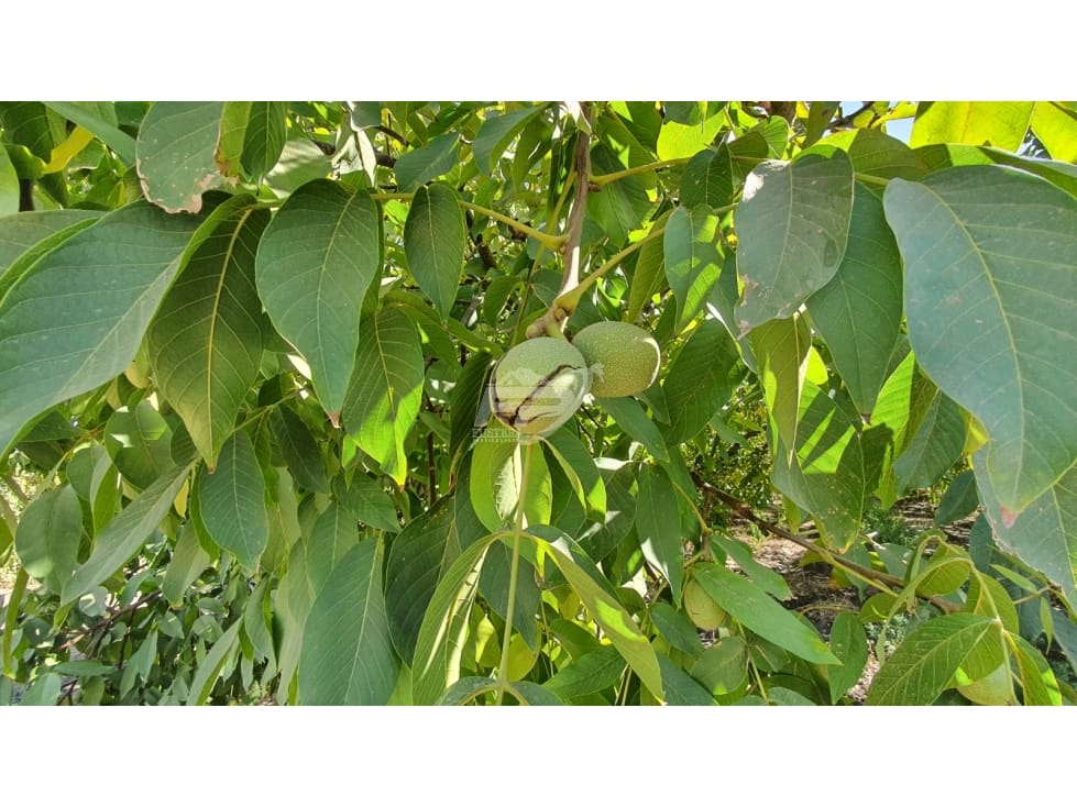 Parcela en venta en San Esteban — foto 4