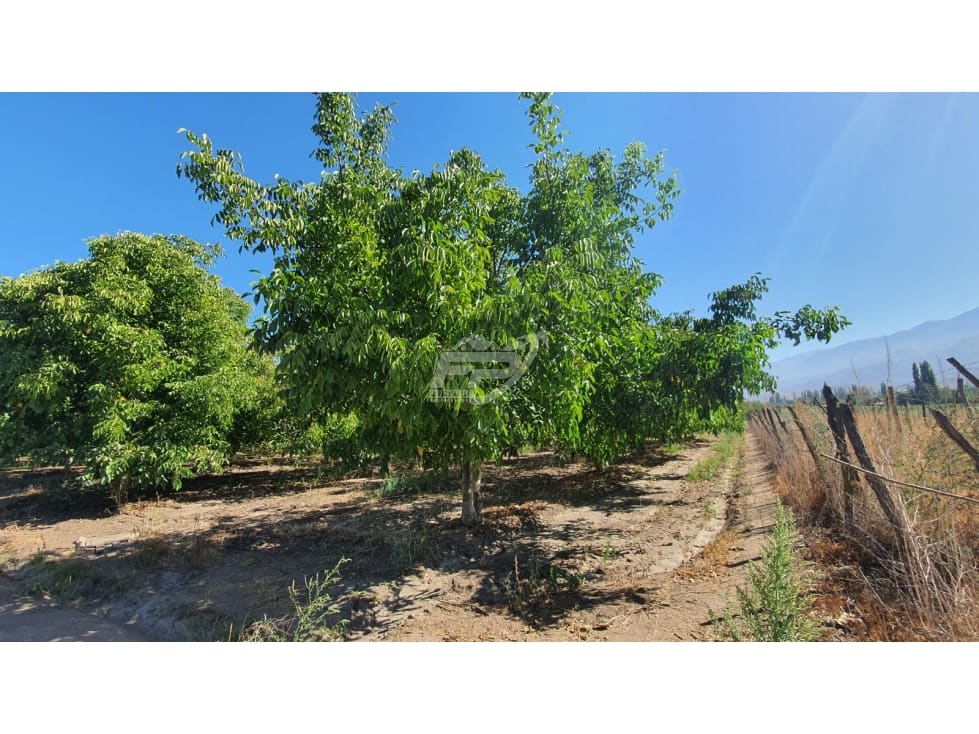 Parcela en venta en San Esteban — foto 8