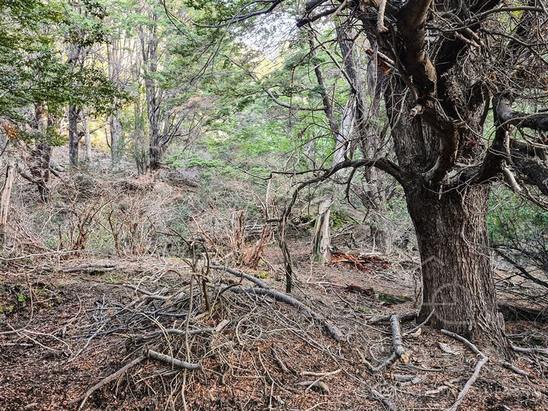 Terreno en venta en Río Ibáñez — foto 6
