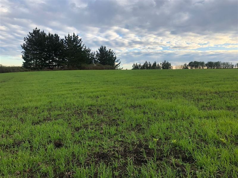 Terreno en venta en Cobquecura — foto 3