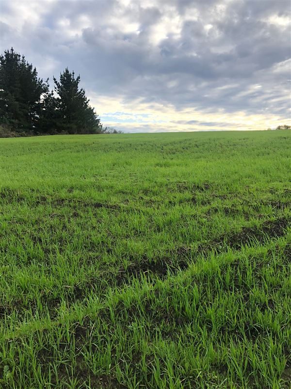 Terreno en venta en Cobquecura — foto 4