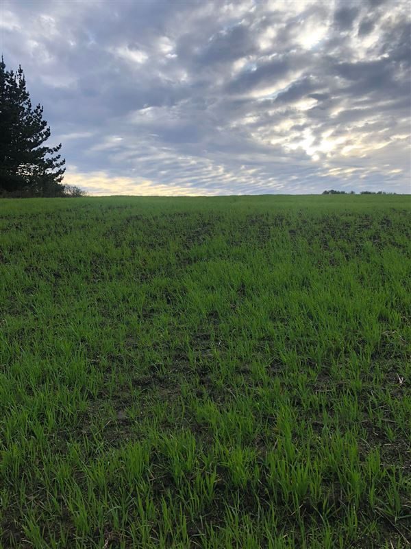 Terreno en venta en Cobquecura — foto 6