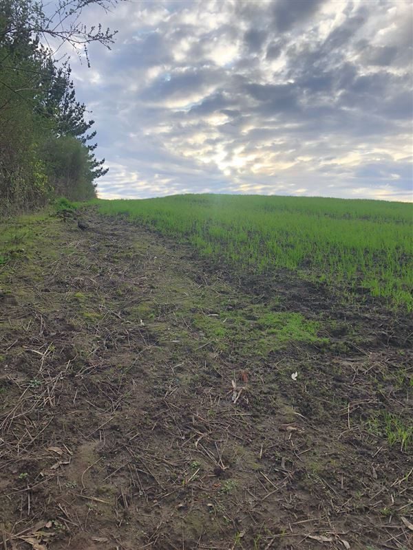 Terreno en venta en Cobquecura — foto 7