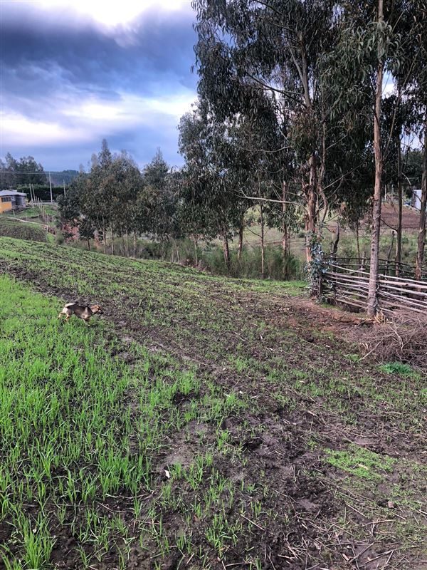Terreno en venta en Cobquecura — foto 8