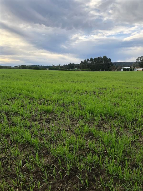Terreno en venta en Cobquecura — foto 10