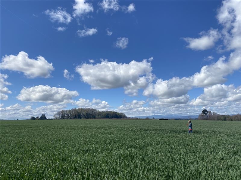 Terreno en venta en Vilcún — foto 10