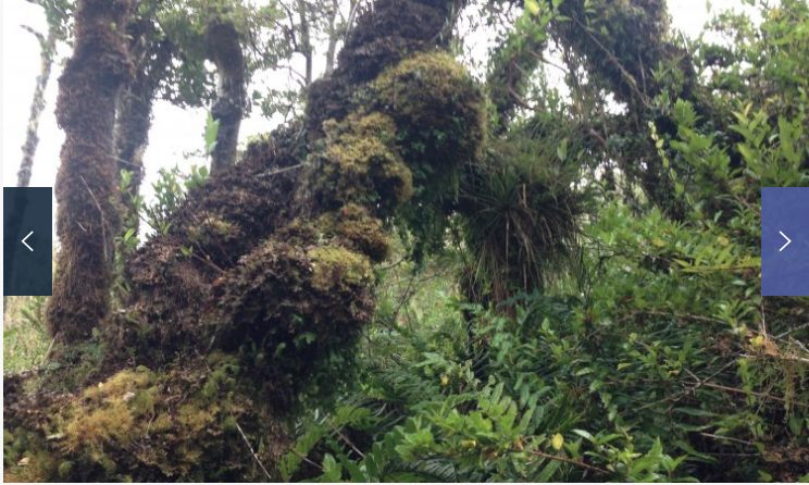 Terreno en venta en Queilén — foto 3