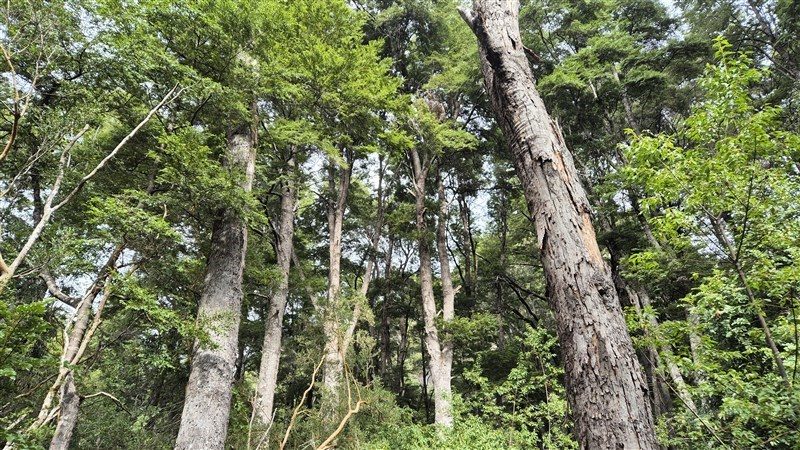 Terreno en venta en Cochamó — foto 2