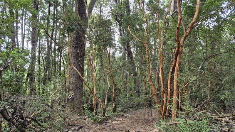 Terreno en venta en Cochamó — foto 5