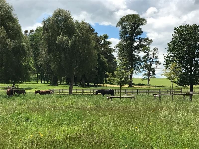 Terreno en venta en Frutillar — foto 8