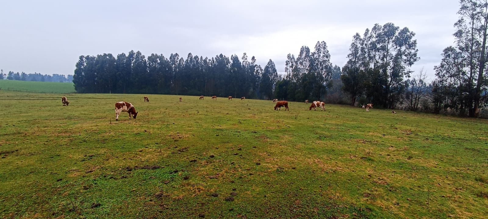 Parcela en venta en Temuco — foto 9