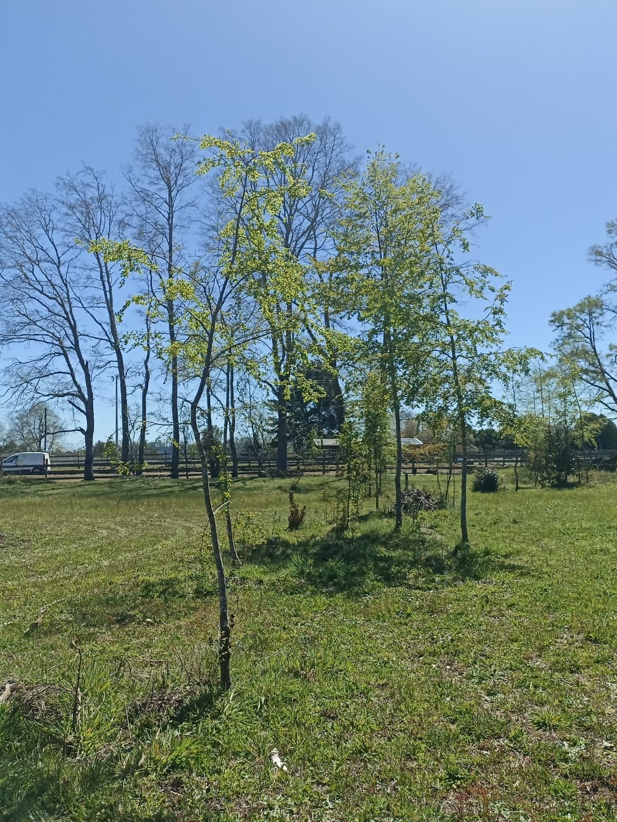 Parcela en venta en Pitrufquén — foto 1