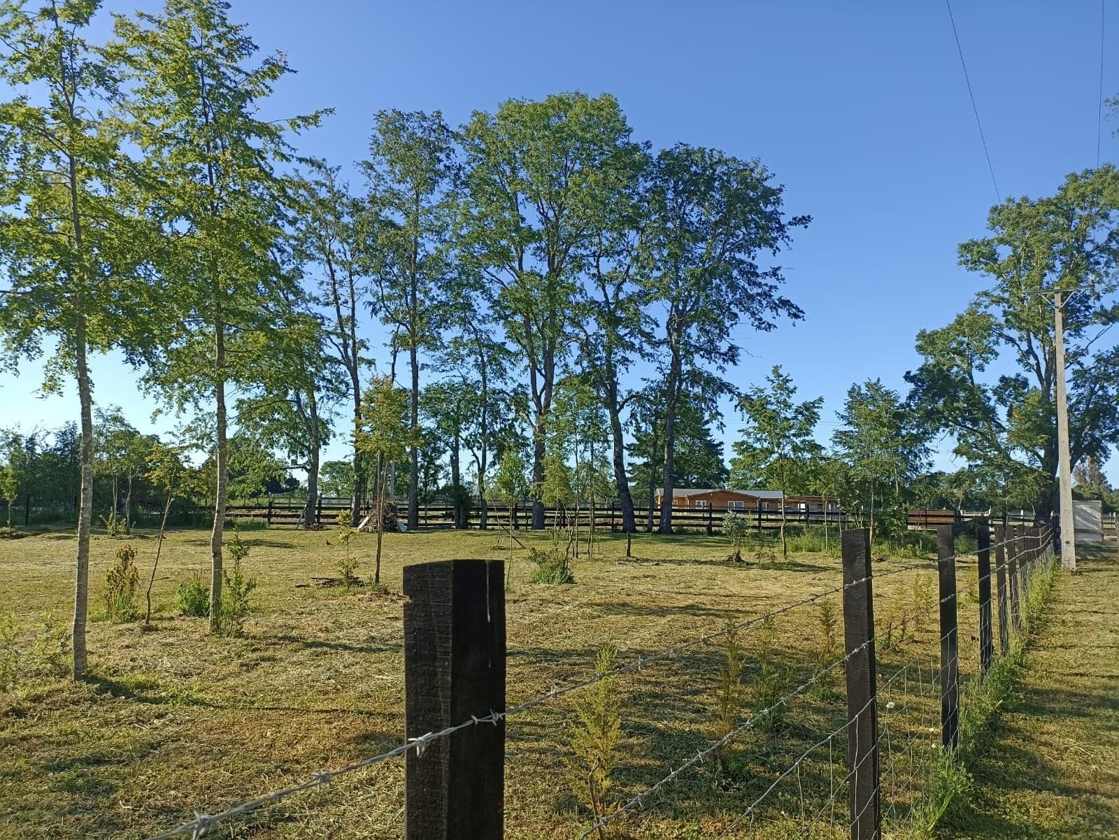 Parcela en venta en Pitrufquén — foto 6