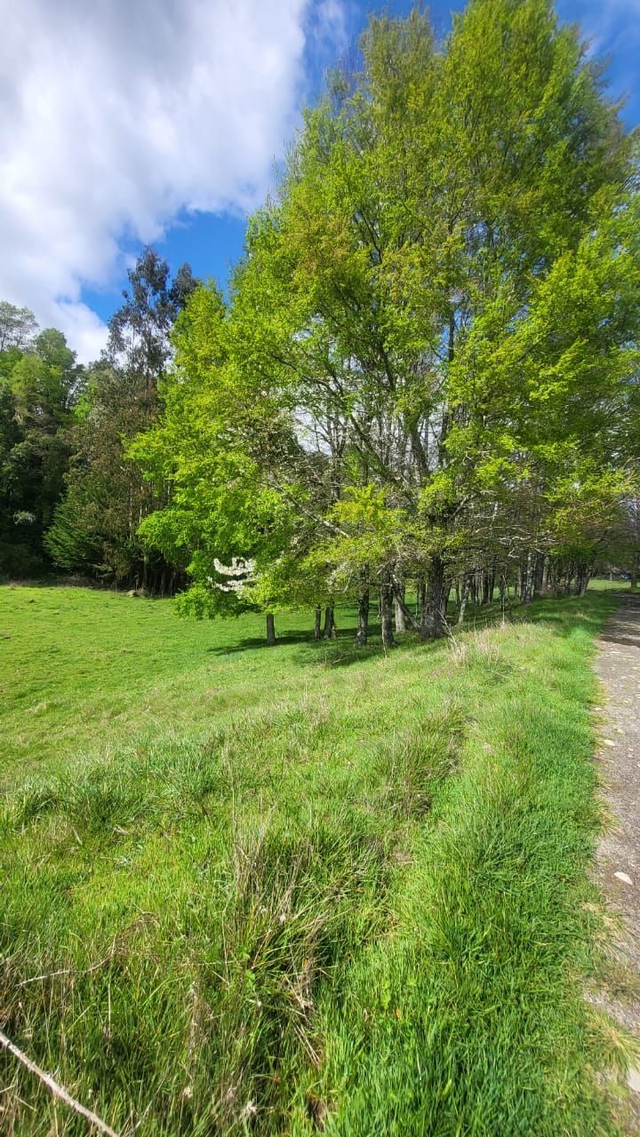 Parcela en venta en Cunco — foto 4