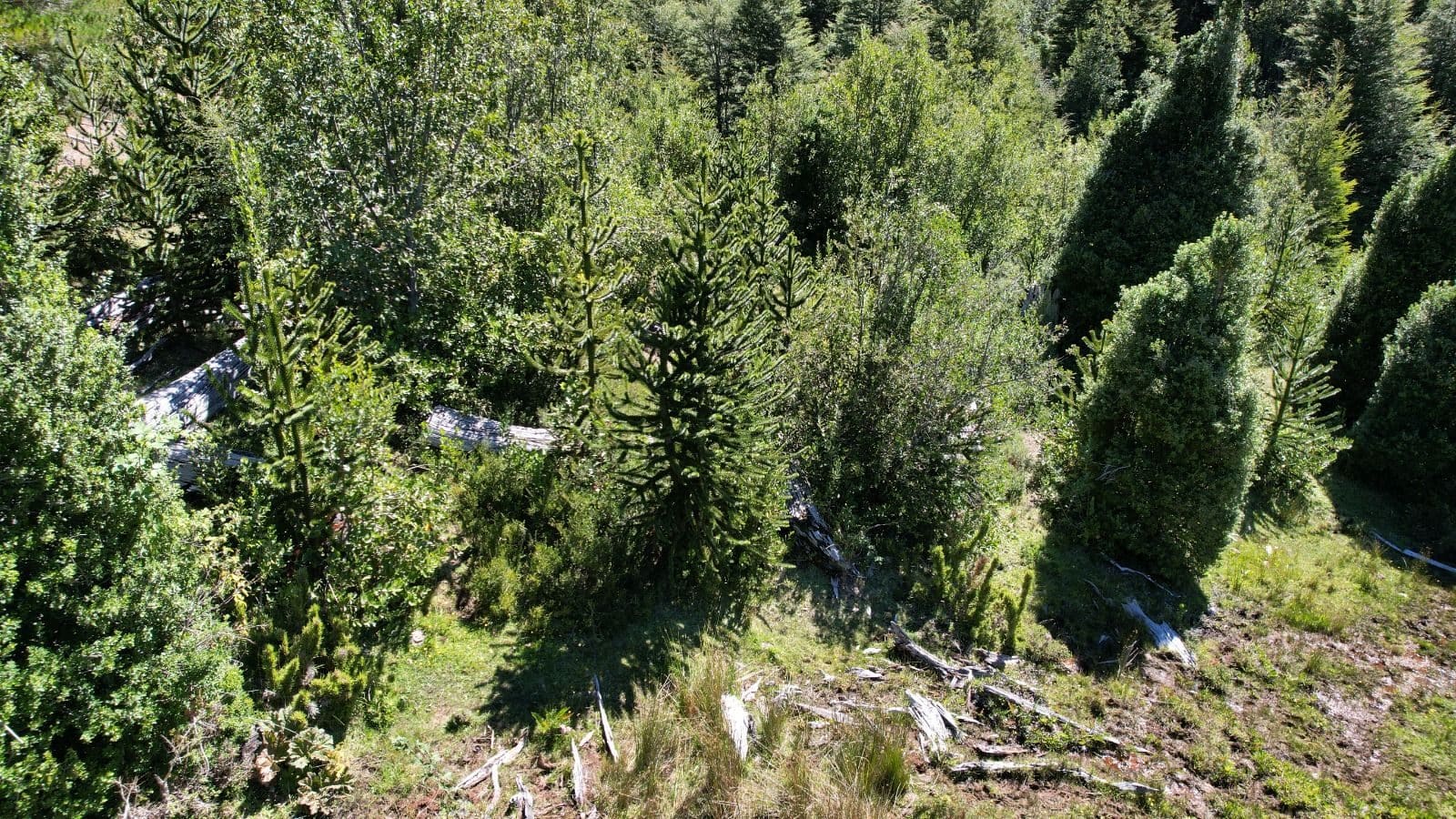 Parcela en venta en Cunco — foto 3