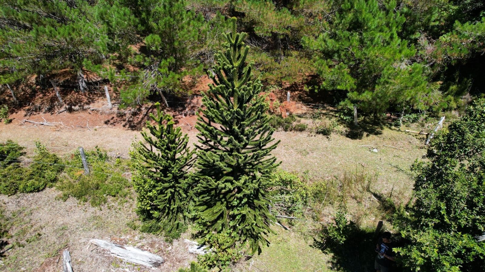 Parcela en venta en Cunco — foto 5