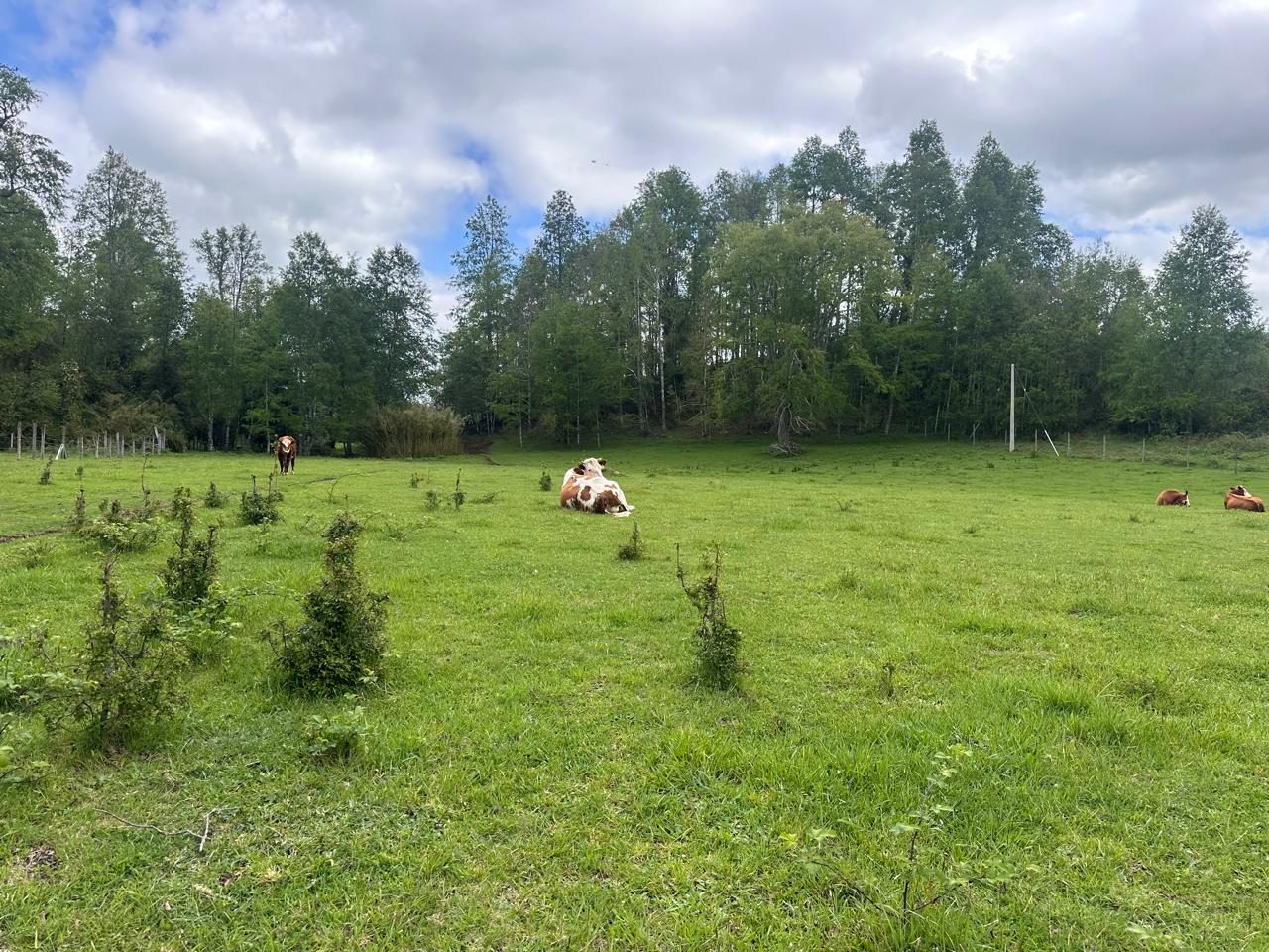 Parcela en venta en Cunco — foto 2