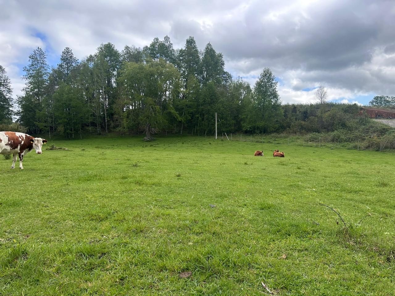 Parcela en venta en Cunco — foto 6