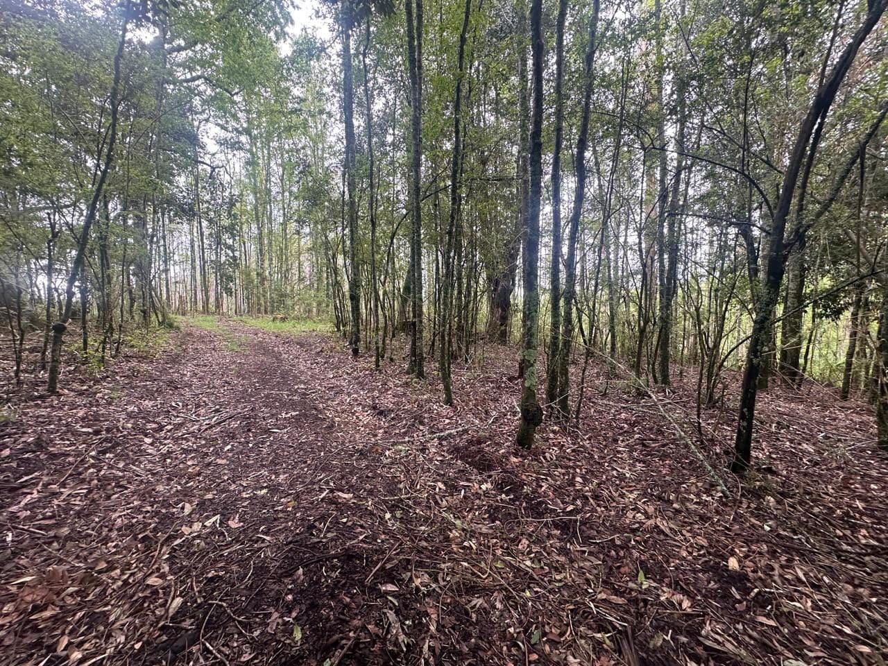 Parcela en venta en Cunco — foto 8