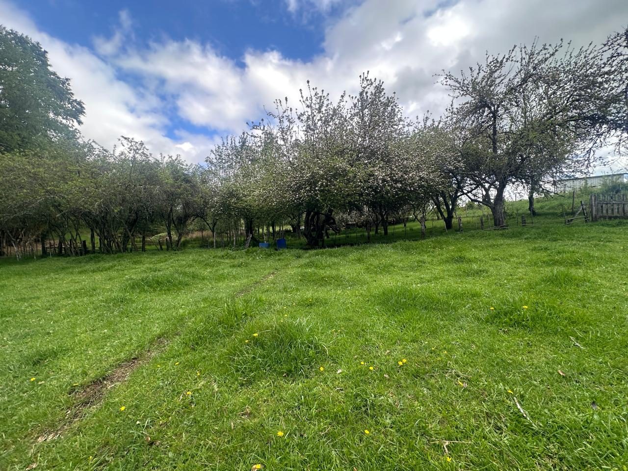 Parcela en venta en Cunco — foto 9