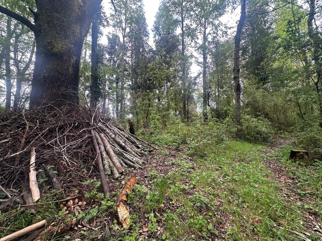 Parcela en venta en Cunco — foto 10