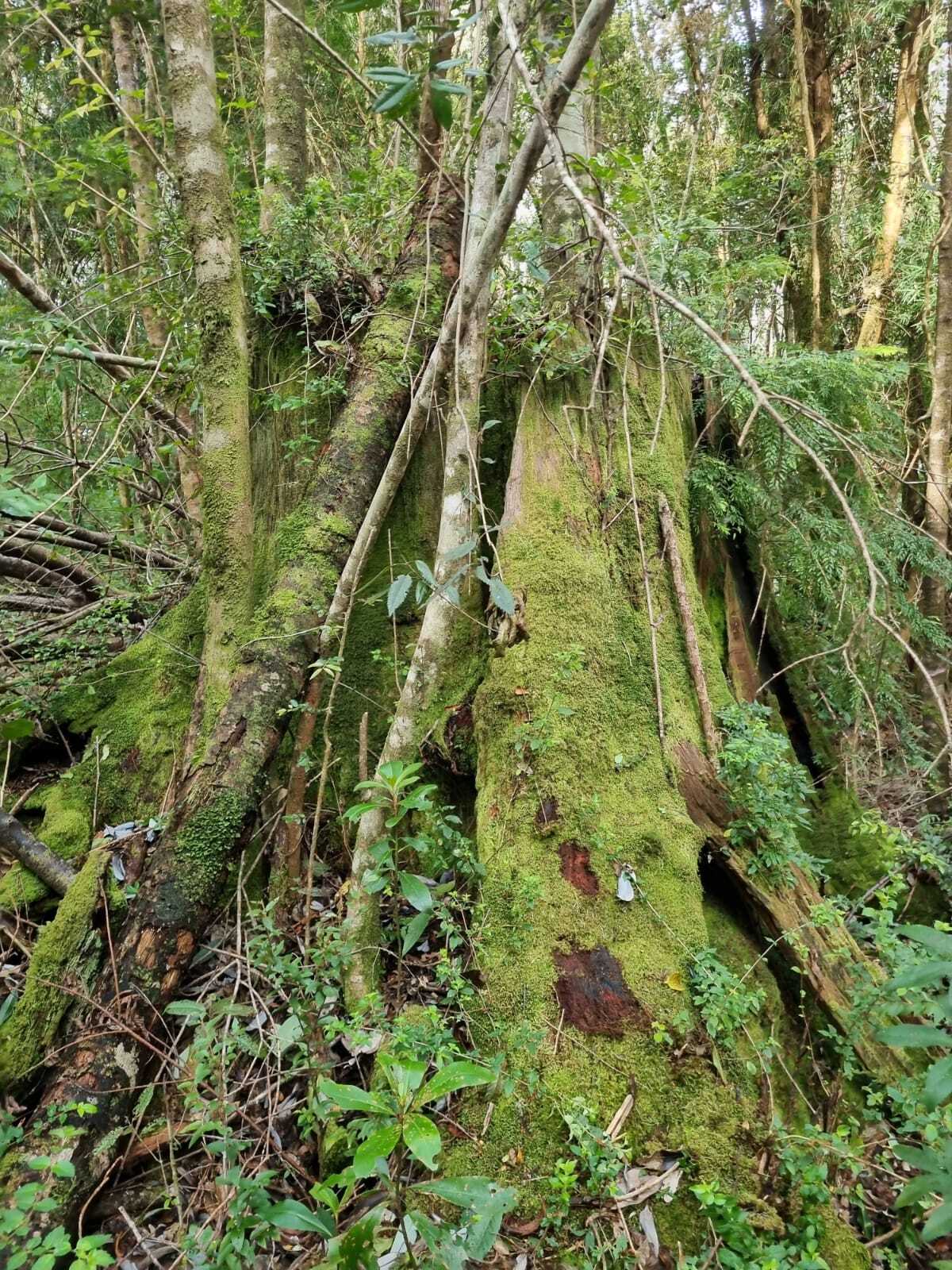 Parcela en venta en Puerto Montt — foto 1