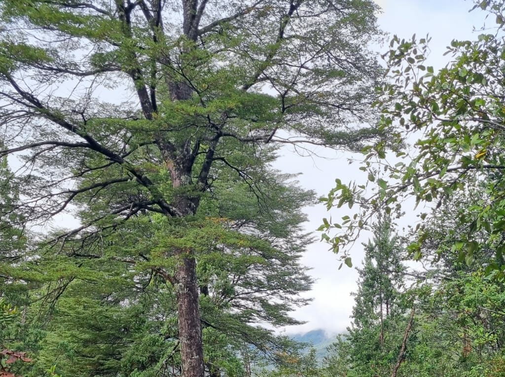 Campo en venta en Cochamó — foto 5