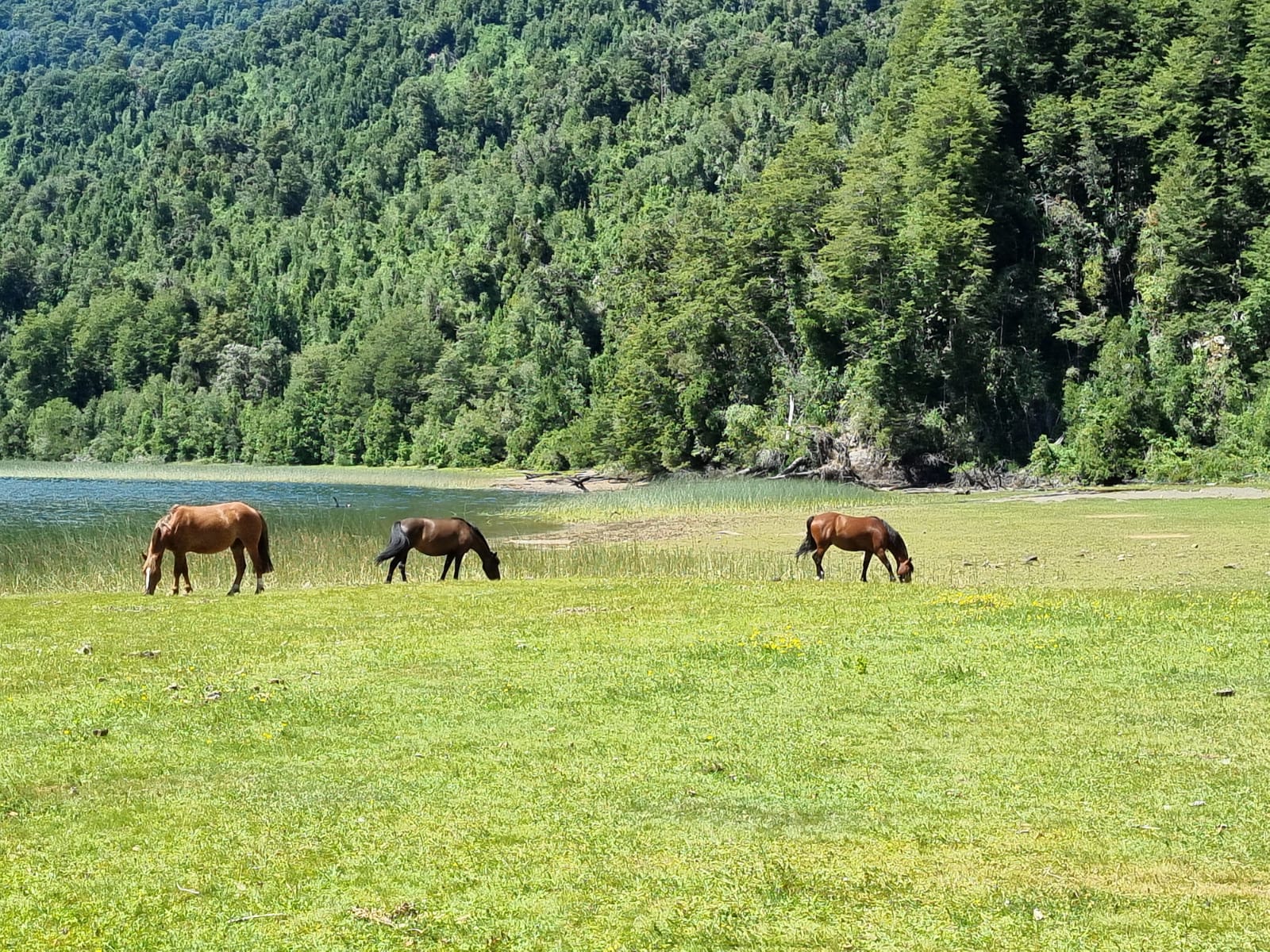 Campo en venta en Cochamó — foto 4